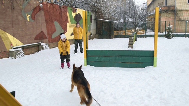 Video Reference: Snow, Winter, Dog, Canidae, Carnivore, Winter storm, Dog breed, Belgian shepherd, Blizzard, Working dog