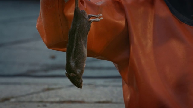 Video Reference: Orange, Close-up, Water, Horse, Hand, Photography, Stallion, Human leg