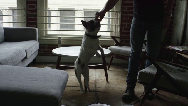 Video Reference: Mammal, Dog, Canidae, Dog breed, Chair, Carnivore, Furniture, Guard dog, Floor, Table, Person
