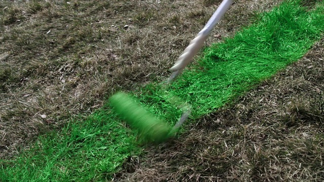 Video Reference: Grass, Lawn, Green, Grass family, Fodder, Plant, Artificial turf, Lawn aerator, Soil, Landscaping