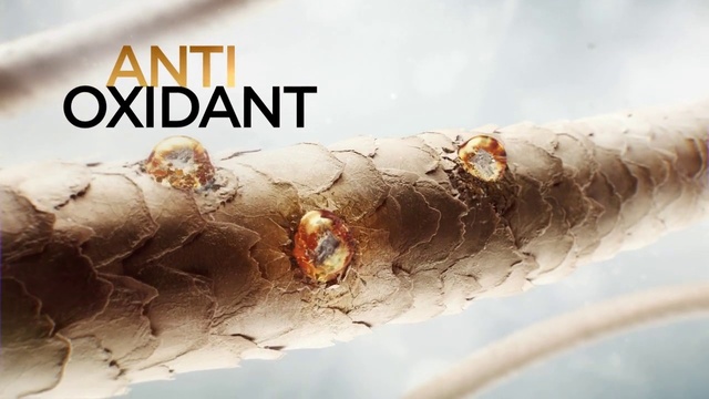 Video Reference: Organism, Pest, Plant, Macro photography