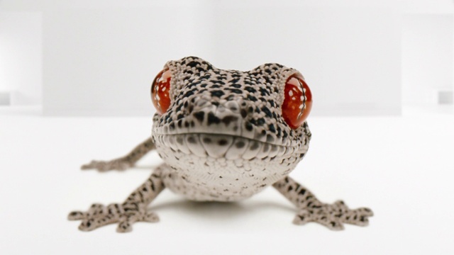 Video Reference: Toad, Frog, Reptile, Gecko, Amphibian, Lizard, Organism, Terrestrial animal, Scaled reptile, Bufo