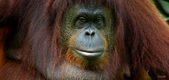 Video Reference: Mammal, Vertebrate, Orangutan, Primate, Snout, Terrestrial animal, Organism, Adaptation, Close-up, Mouth