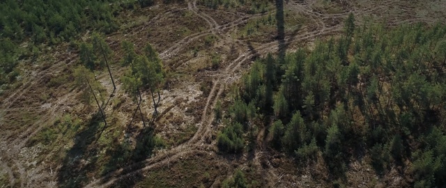 Video Reference: Vegetation, Forest, Tree, Natural environment, Tropical and subtropical coniferous forests, Nature reserve, Biome, Natural landscape, Wilderness, Plant community