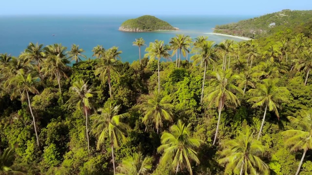 Video Reference: Vegetation, Tree, Tropics, Plant, Palm tree, Biome, Arecales, Terrestrial plant, Caribbean, Island, Outdoor, Water, Palm, Umbrella, Beach, Green, Ocean, Body, Large, Many, Grazing, Table, Covered, Group, Boat, River, People, Herd, Standing, Field, Landscape, Nature, Sky, Lush