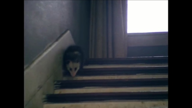 Video Reference: blue, black, photograph, mammal, mode of transport, floor, light, darkness, snapshot, structure