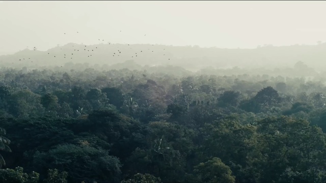 Video Reference: vegetation, mist, sky, tree, forest, hill station, morning, atmosphere, haze, hill