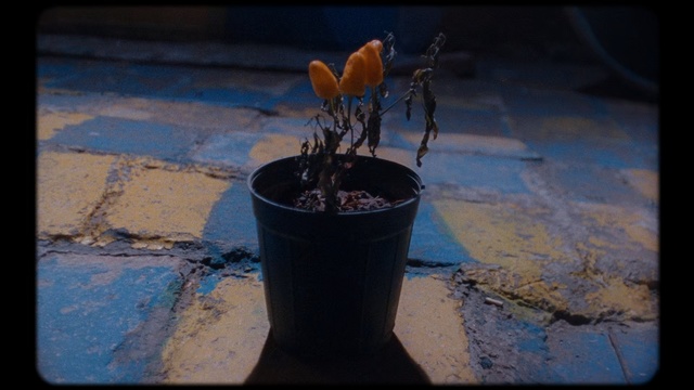 Video Reference: Blue, Flowerpot, Flower, Plant, Sky, Still life photography, Houseplant, Plant stem