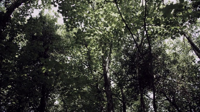 Video Reference: Tree, Natural environment, Nature, Forest, Vegetation, Tropical and subtropical coniferous forests, Old-growth forest, Jungle, Green, Woody plant