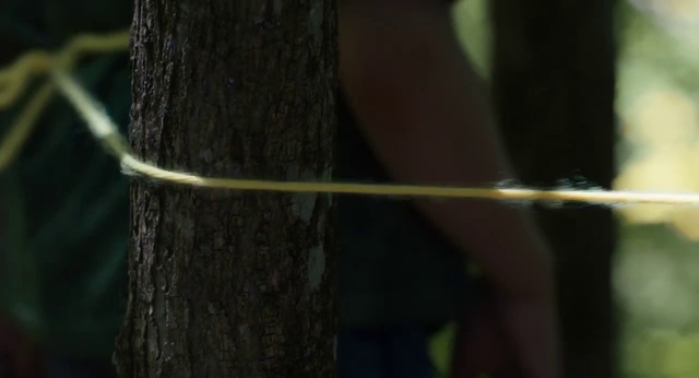 Video Reference: Green, Natural environment, Tree, Plant stem, Leaf, Trunk, Plant, Forest, Branch, Terrestrial plant