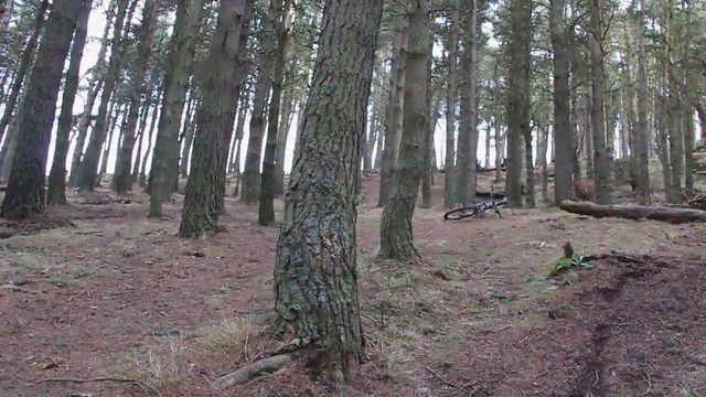 Video Reference: woodland, ecosystem, forest, tree, nature reserve, spruce fir forest, grove, old growth forest, temperate coniferous forest, temperate broadleaf and mixed forest, Person