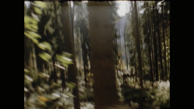 Video Reference: Nature, Forest, Natural environment, Tree, Woodland, Vegetation, Light, Biome, Sunlight, Old-growth forest