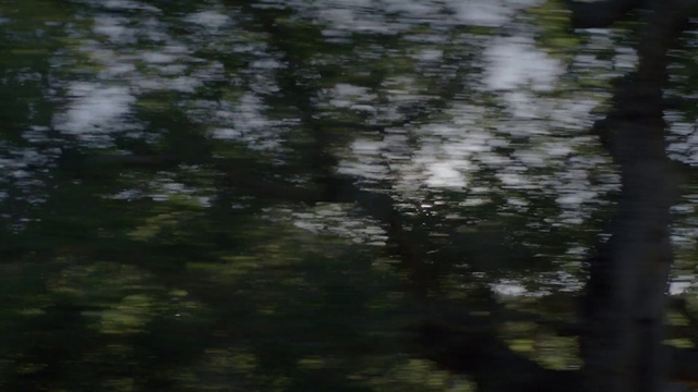 Video Reference: Nature, Tree, Vegetation, Natural environment, Forest, Jungle, Atmospheric phenomenon, Biome, Sky, Branch