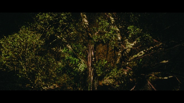 Video Reference: Nature, Tree, Vegetation, Green, Black, Sky, Natural environment, Branch, Leaf, Night