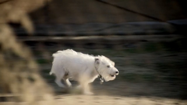 Video Reference: mountain goat, goats, goat, snout, polar bear, wildlife, cow goat family, cattle like mammal, livestock, Person