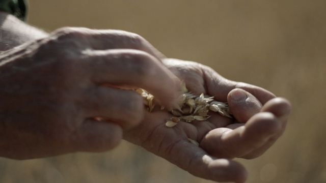Video Reference: Hand, Finger, Soil, Human, Adaptation, Plant, Gesture, Nail