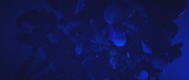 Video Reference: blue, cobalt blue, light, marine biology, underwater, darkness, atmosphere, organism, cnidaria, sky