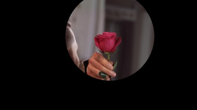 Video Reference: flower, pink, petal, rose family, still life photography, darkness, rose, plant, rose order, computer wallpaper