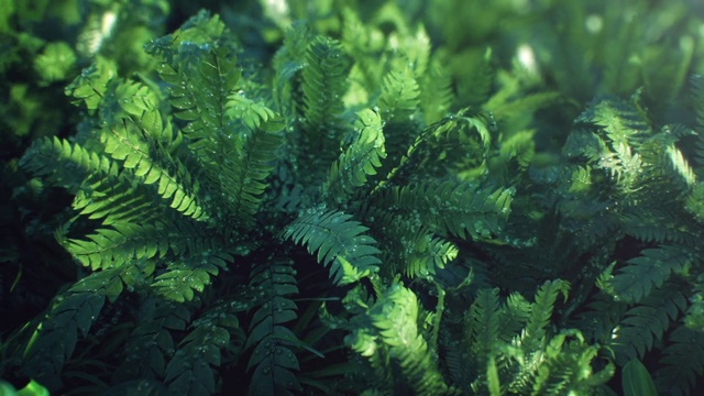 Video Reference: Vegetation, Terrestrial plant, Ferns and horsetails, Plant, Vascular plant, Ostrich fern, Leaf, Fern, Biome, Flower