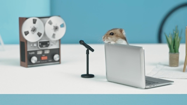 Video Reference: Muroidea, Gerbil, Mouse, Hamster, Rodent, Muridae, Person