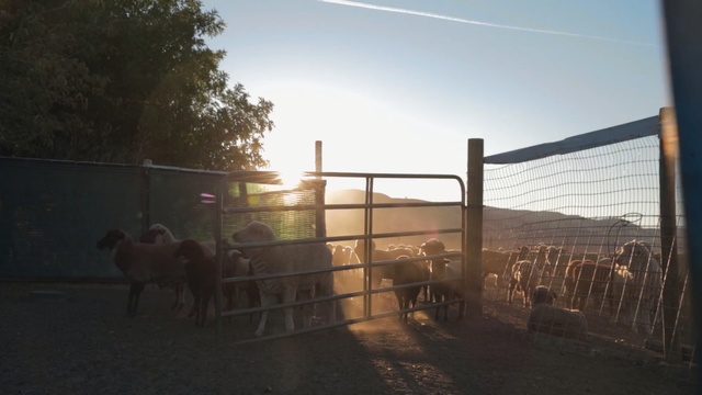 Video Reference: property, sky, structure, morning, sunlight, evening, fence, home, house, landscape