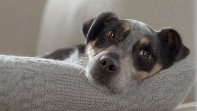 Video Reference: Dog, Mammal, Vertebrate, Dog breed, Canidae, Carnivore, Snout, Puppy, Danish swedish farmdog, Ratonero bodeguero andaluz