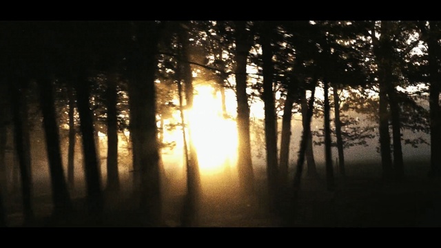 Video Reference: Nature, Tree, Sky, Sunlight, Atmospheric phenomenon, Forest, Natural environment, Morning, Light, Sunrise, Person