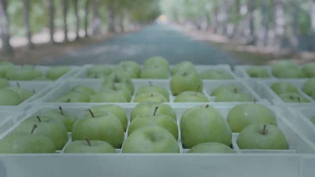 Video Reference: Green, Food, Plant, Fruit, Produce, Apple, Vegetable