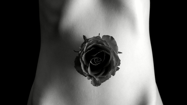 Video Reference: Black, Monochrome photography, White, Black-and-white, Tattoo, Shoulder, Garden roses, Still life photography, Rose, Arm