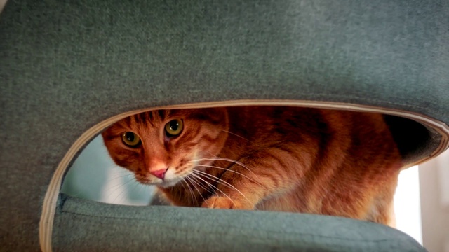 Video Reference: Cat, Small to medium-sized cats, Felidae, Whiskers, Tabby cat, European shorthair, Carnivore, Eye, Domestic short-haired cat, Fawn