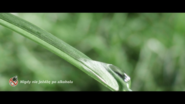 Video Reference: Water, Nature, Leaf, Grass, Macro photography, Grass, Plant, Close-up, Moisture, Dew
