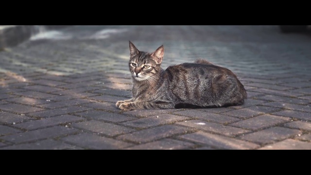 Video Reference: Cat, Felidae, Small to medium-sized cats, Whiskers, European shorthair, Tabby cat, Dragon li, Wild cat, Snout, Domestic short-haired cat