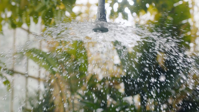 Video Reference: Water, Botany, Tree, Plant, Sunlight, Glass, Person