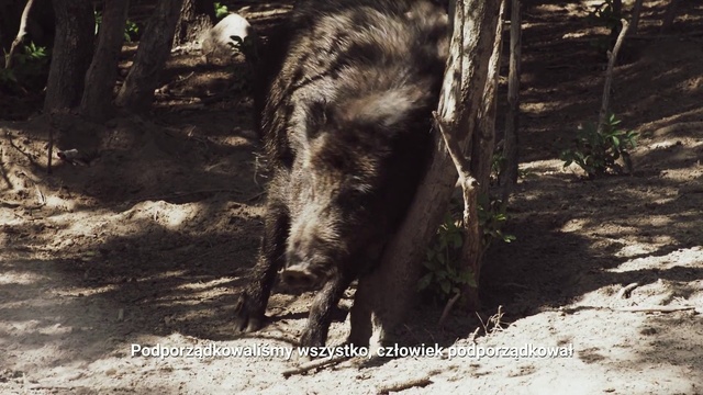 Video Reference: Boar, Suidae, Tree, Peccary, Wildlife, Livestock, Soil, Plant, Forest, Woodland, Animal, Outdoor, Mammal, Dirt, Standing, Looking, Brown, Eating, Shade, Enclosure, Large, Black, Area, Bear, Dog, Sun, Walking, Field, Zoo, White, Ground, Carnivore, Wild dog