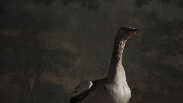 Video Reference: water bird, fauna, bird, beak, goose, ducks geese and swans, waterfowl, wildlife, feather, duck