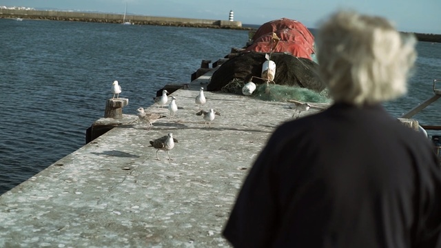 Video Reference: Seabird, Bird, Tourism, Sea, Vacation, Rock, Gull, Coast, Person
