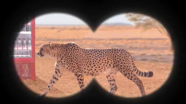 Video Reference: Terrestrial animal, Wildlife, Cheetah, Felidae, Leopard, African leopard, Small to medium-sized cats, Big cats, Snout, Jaguar