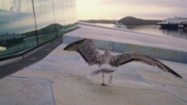 Video Reference: Bird, Gull, Seabird, European herring gull, Wing, Charadriiformes, Beak, Great black-backed gull, Pelican, Tail
