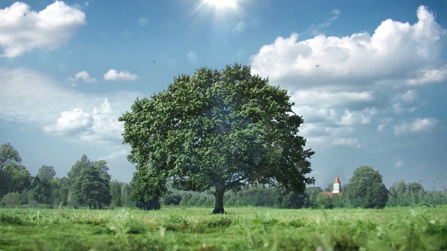 Video Reference: Tree, Natural landscape, Sky, Nature, Green, Cloud, Vegetation, Meadow, Daytime, Pasture, Person