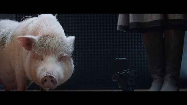 Video Reference: Domestic pig, Suidae, Snout, Nose, Livestock, Mouth, Photography, Fur, Ear, Darkness