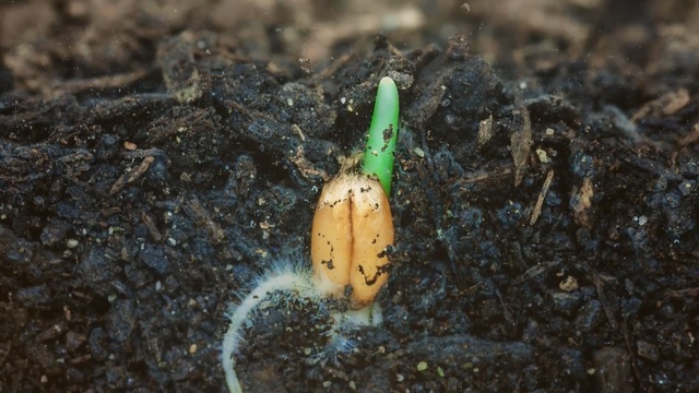Video Reference: Soil, Insect, Pupa, Organism, Invertebrate, Person