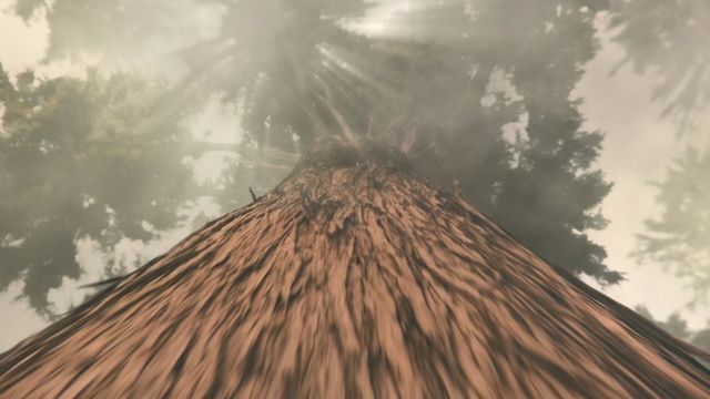 Video Reference: Tree, Bigtree, Sky, Woody plant, Plant, Cloud, Landscape, Trunk, Volcanic landform