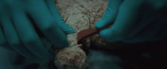 Video Reference: Hand, Adaptation, Fur