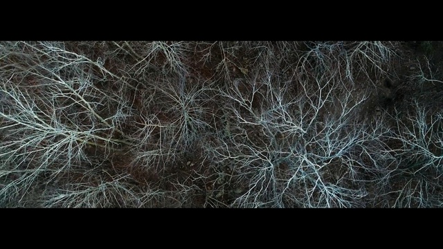 Video Reference: Black, Nature, Branch, Darkness, Tree, Atmosphere, Twig, Sky, Organism, Stock photography, Grass, Sitting, Small, Hay, Standing, Little, Girl, Holding, White, Covered, Red, Room, Abstract, Plant