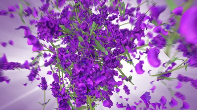 Video Reference: Lavender, Purple, Violet, Flower, Lilac, Plant, Lavender, Flowering plant, English lavender, Violet family