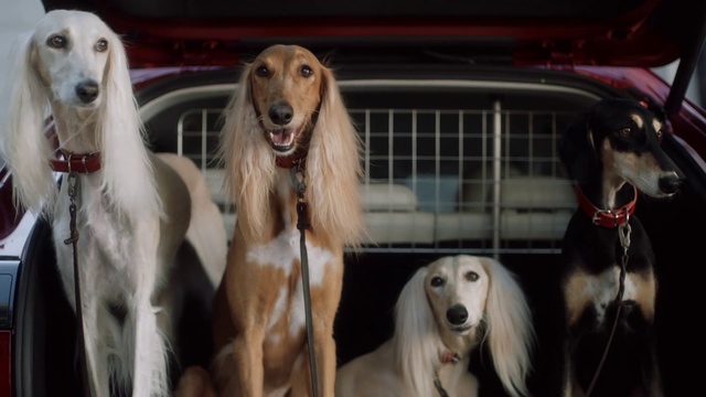 Video Reference: Dog, Mammal, Vertebrate, Canidae, Borzoi, Saluki, Dog breed, Carnivore, Sighthound, Hortaya borzaya