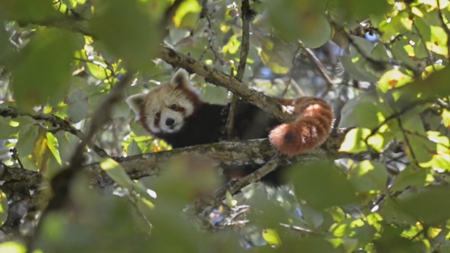 Video Reference: Nature, Nature reserve, Branch, Organism, Tree, New World monkey, Wildlife, Adaptation, Red panda, Jungle