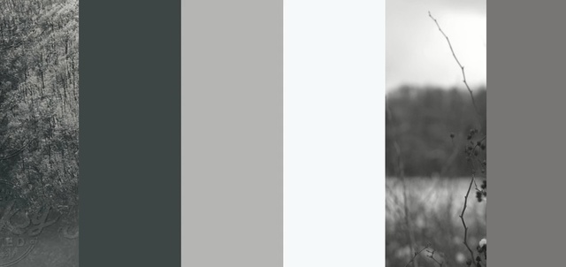 Video Reference: White, Photograph, Black, Monochrome photography, Nature, Black-and-white, Monochrome, Atmospheric phenomenon, Tree, Sky