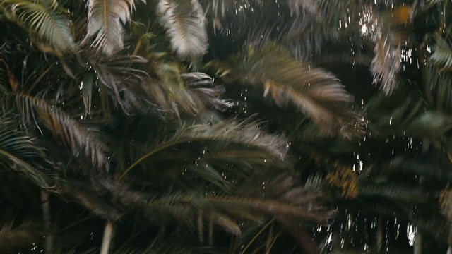 Video Reference: tree, water, arecales, branch, plant, grass, palm tree