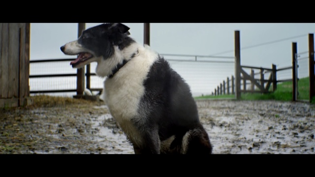 Video Reference: dog, dog breed, dog like mammal, snout, dog breed group, border collie, Person
